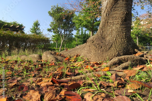 桜の木と落ち葉のある秋の公園風景