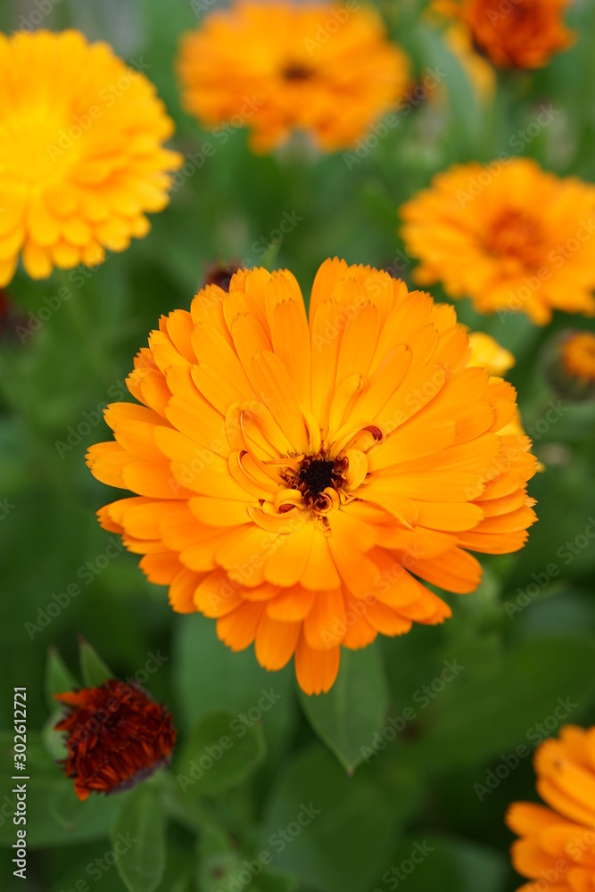 黄色い花 黄色い花