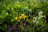 Yellow flowers landscape, Washington, United States.