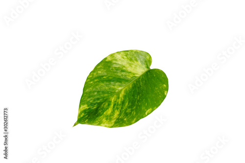 Golden pothos leaf isolated on white background