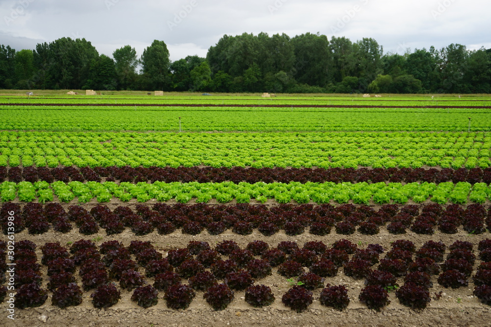 rows of young plants of salads in a field