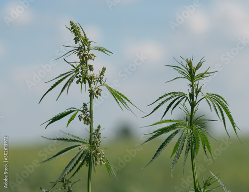 Fototapeta Naklejka Na Ścianę i Meble -  A branch of hemp bush close-up. Shrub young hemp on a bright summer day. Cannabis is a standoff between a drug and a medicine. Plant addictive
