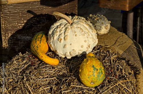 Several decorative autumn pumpkins on an straw  bale background, Sofia, Bulgaria   photo