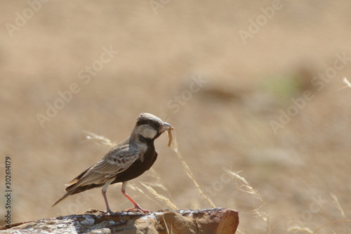 Ashy Crowned Sparrow Lark  with her meal  photo