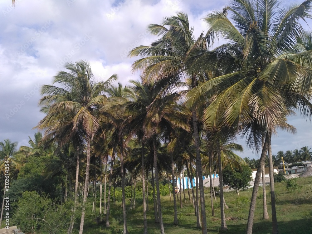 Obraz premium Coconut Trees