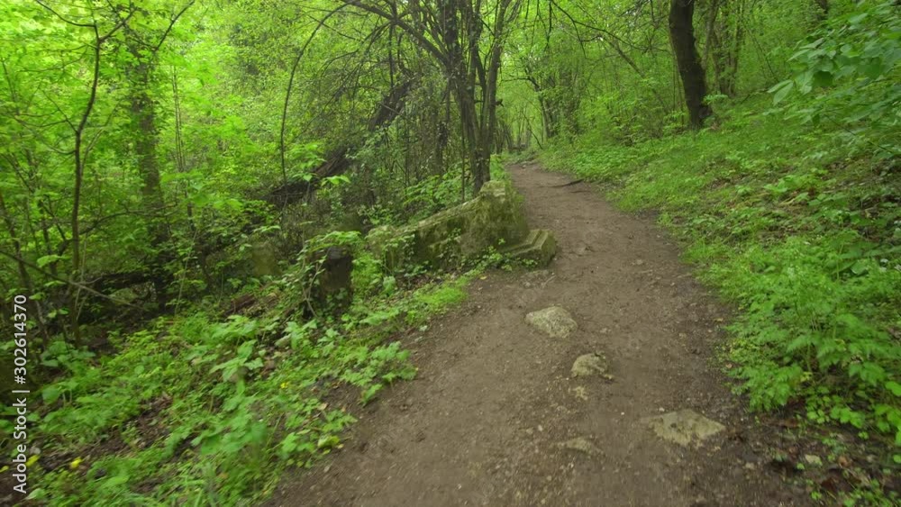 Walking Into the big green forest at day. Spring nature scene. Walking Into the big green forest at day. Spring nature scene.