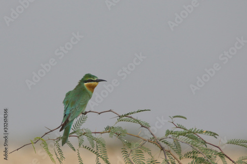 Blue Cheeked Bee Eater ready to go for next catch  photo