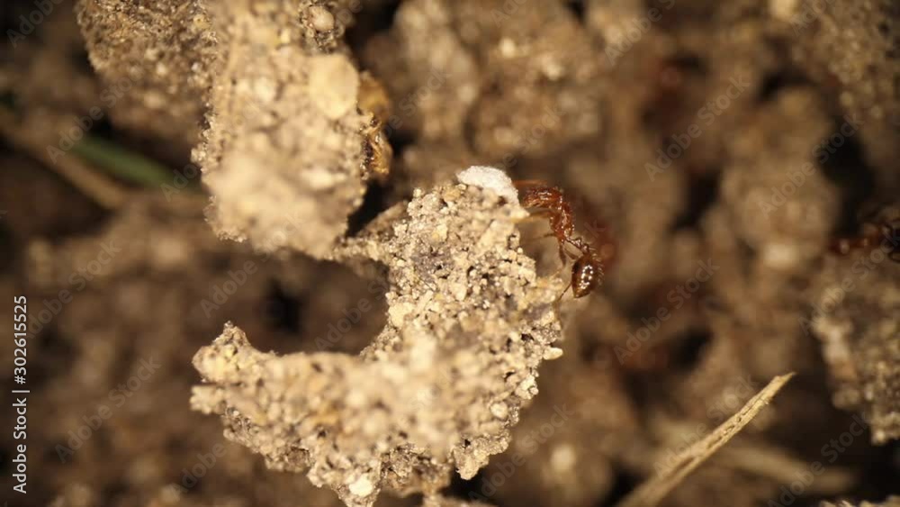 Top down view top of a disturbed fire ant mound. White bug on side of dirt won't move as several ants trying to pry it from its spot & get it to leave. Top down view top of a disturbed fire ant mound. White bug on side of dirt won't move as several ants trying to pry it from its spot & get it to leave.