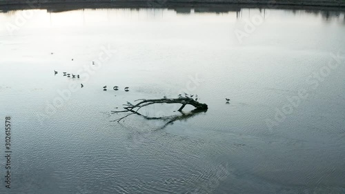 Birds Perched on Deadwood in Irish Lake photo