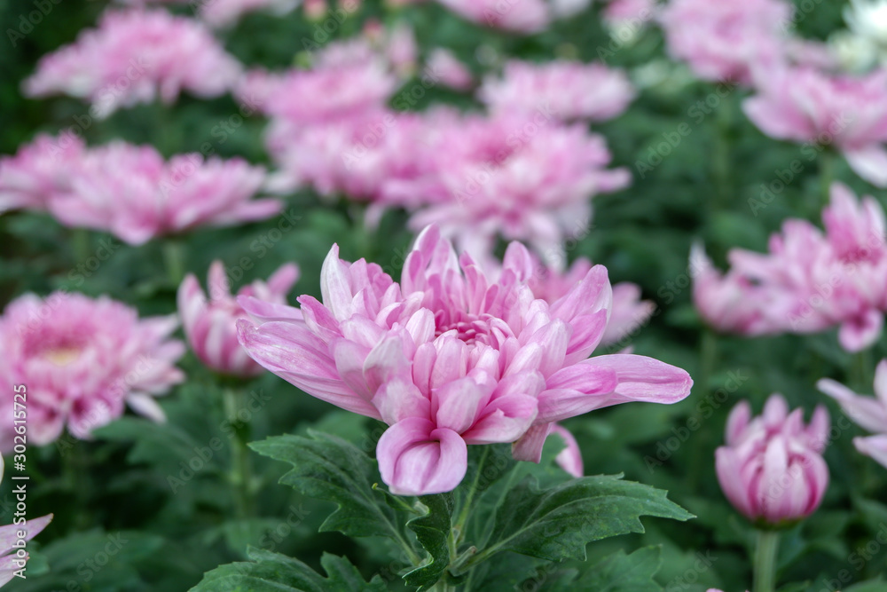 Obraz premium Dendranthemum grandifflora flowers in the garden