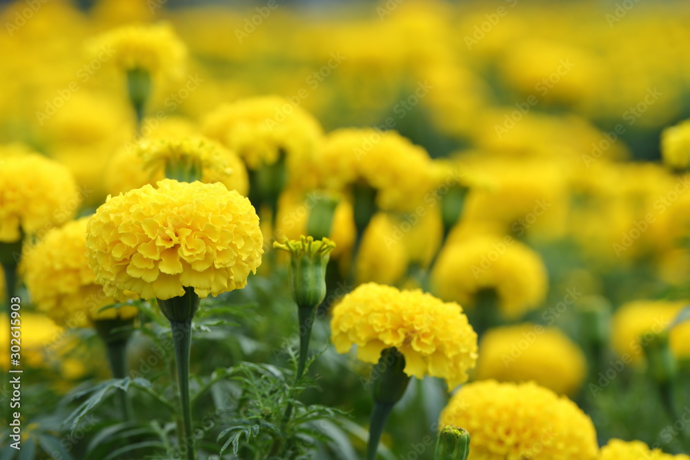 Marigold in the garden Marigold in the garden