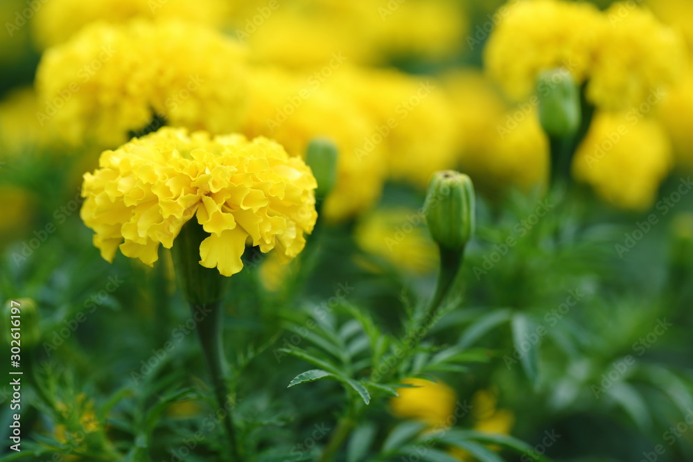 Marigold in the garden Marigold in the garden