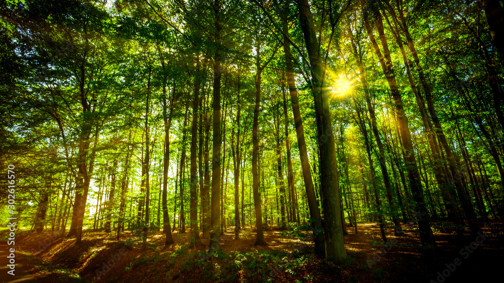 Fototapeta premium forest panorama and the sun, with bright rays