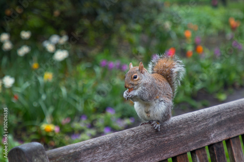 Squirrel