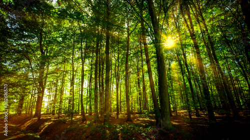 forest panorama and the sun, with bright rays © EwaStudio