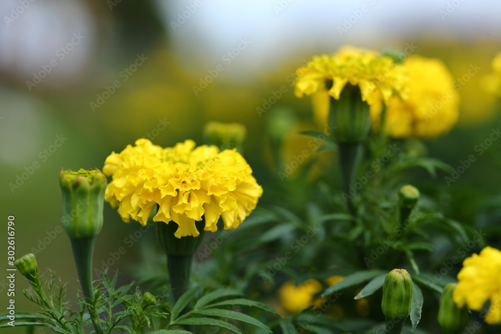 Marigold in the garden Marigold in the garden