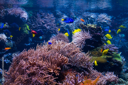 Fototapeta Naklejka Na Ścianę i Meble -  Underwater Scene With Coral Reef And Tropical Fish