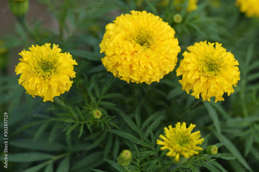 Marigold in the garden Marigold in the garden