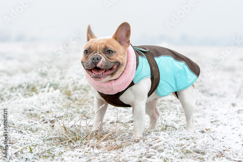 Red Pied French Bulldog dog wearing a warm winter coat and scarf while standing on grass covered in white frost in early winter