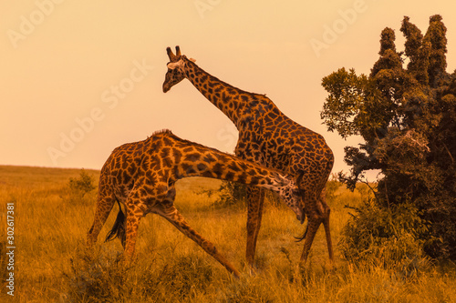 Photography Masai giraffes (Giraffa camelopardalis tippelskirchi), two males fighting, Masai