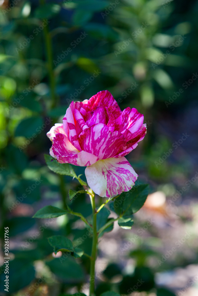 Beautiful rose bush growing in the garden.