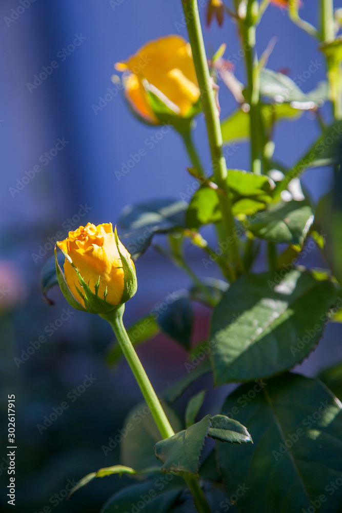 Beautiful rose bush growing in the garden. Beautiful rose bush growing in the garden.