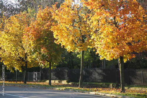 autumn maple leaves colored yellow and red castelvetro di modena photo