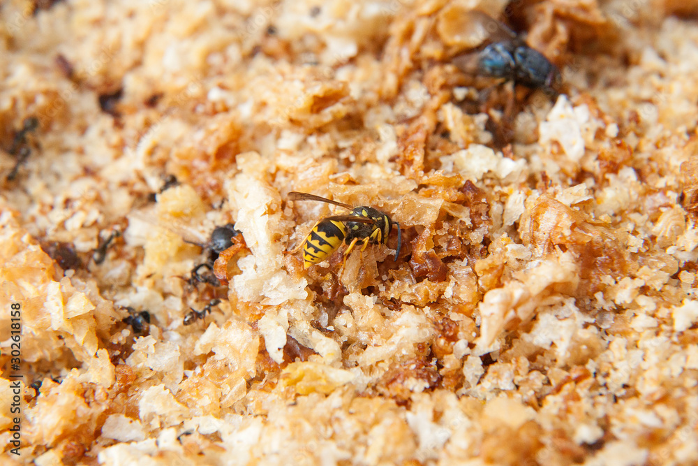 Yellow wasp, European wasp or German wasp (lat. Vespula germanica), on a wooden board Yellow wasp, European wasp or German wasp (lat. Vespula germanica), on a wooden board