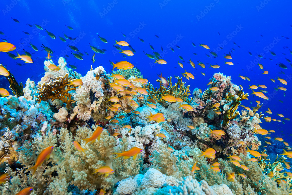 Naklejka premium Coral Reef at the Red Sea, Egypt
