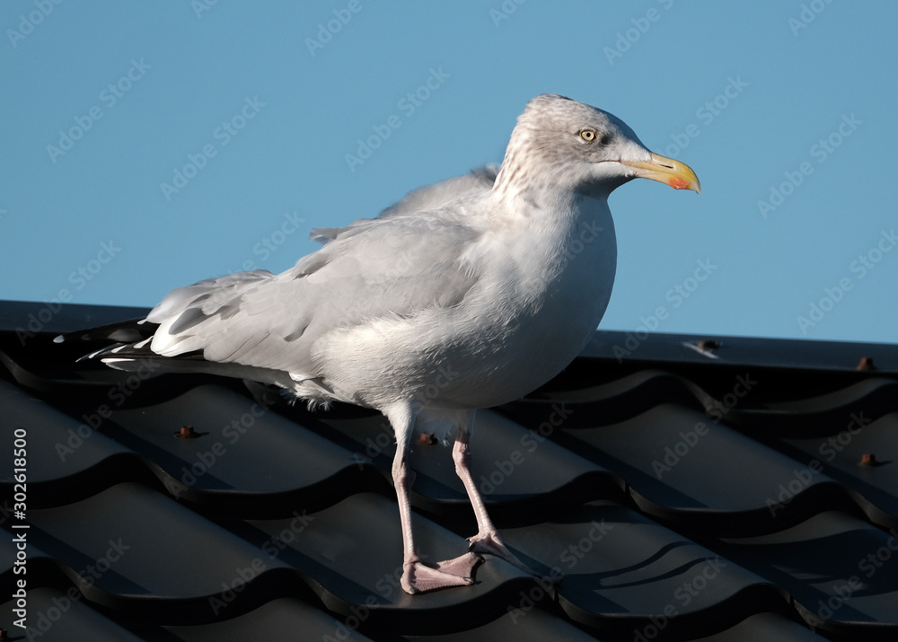 Herring gull on static caravan roof looking for food. Herring gull on static caravan roof looking for food.