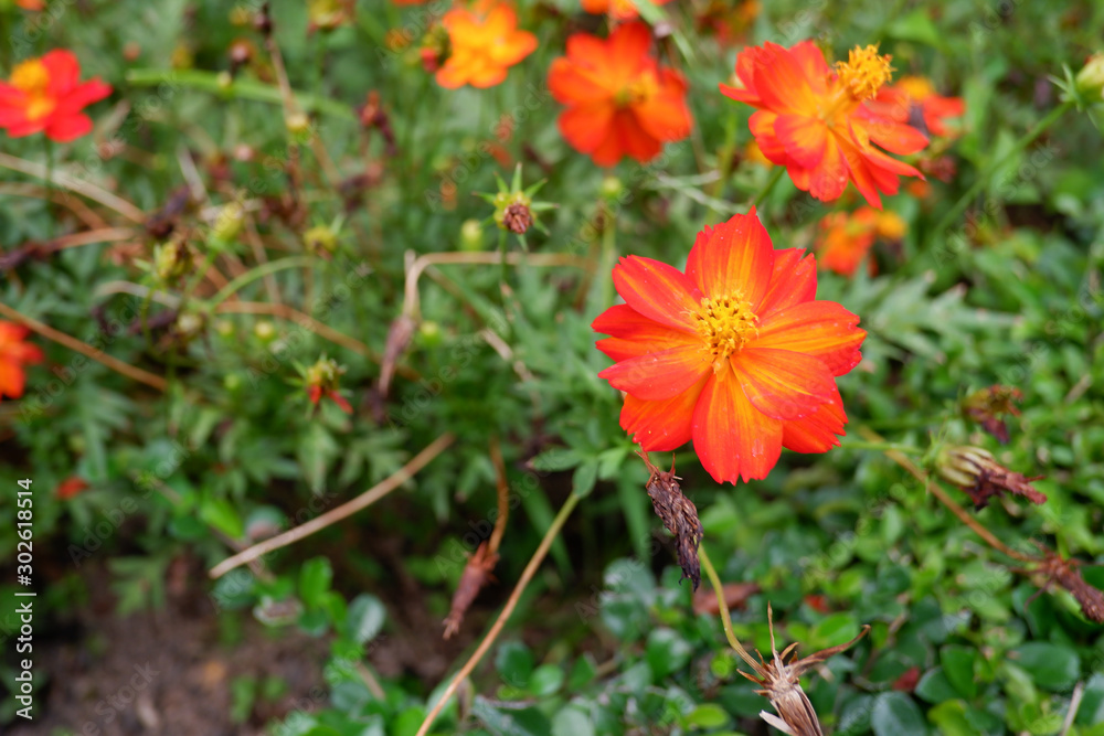 Beautiful orange cosmos flower in the garden
