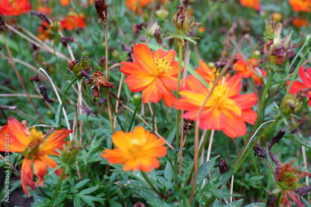 Beautiful orange cosmos flower in the garden Beautiful orange cosmos flower in the garden