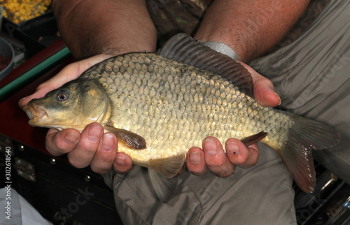 Large Crucian carp caught by angler.