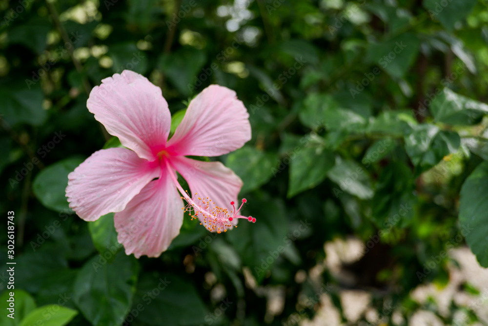 Pink hibiscus flower (Hibiscus rose sinensis)