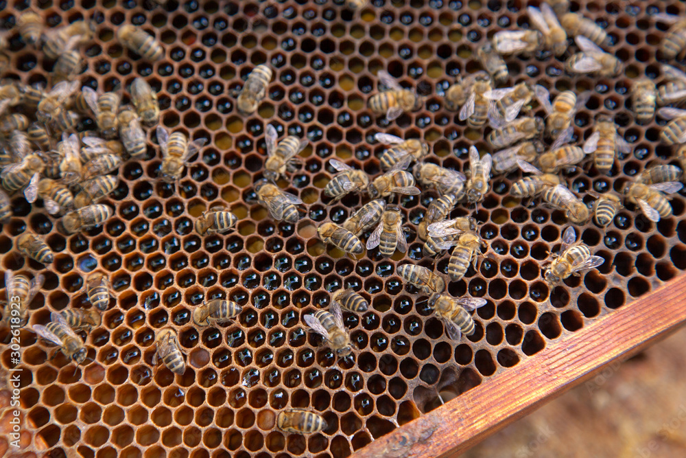 Close up view of working bees on honeycomb with sweet honey and pollen.. Close up view of working bees on honeycomb with sweet honey and pollen..