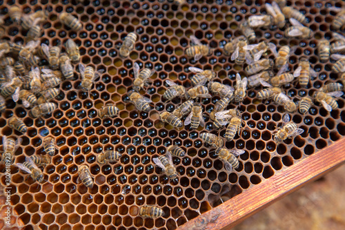 Close up view of working bees on honeycomb with sweet honey and pollen..