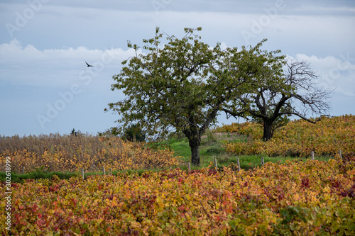 Le Beaujolais en automne