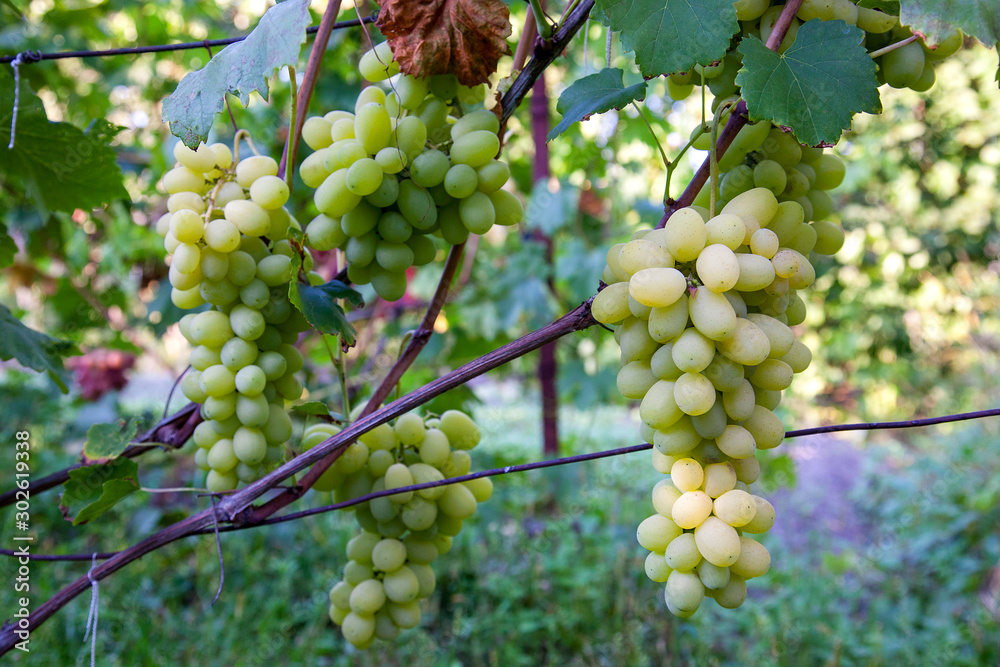 Bunch of green grapes in the garden Bunch of green grapes in the garden