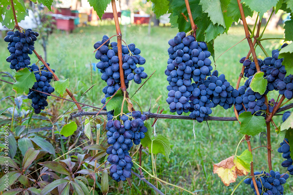 Bunch of blue grapes in the garden.