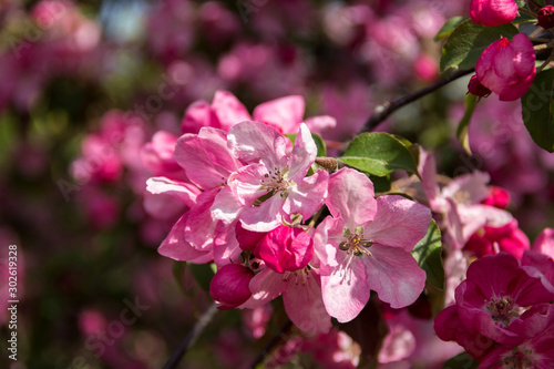 Beautiful pink flowers of an apple tree.