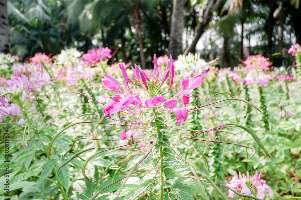 Obraz premium Pink and White Poinsettia flowers (Euphorbia pulcherrima)