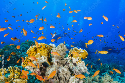 Coral Reef at the Red Sea, Egypt