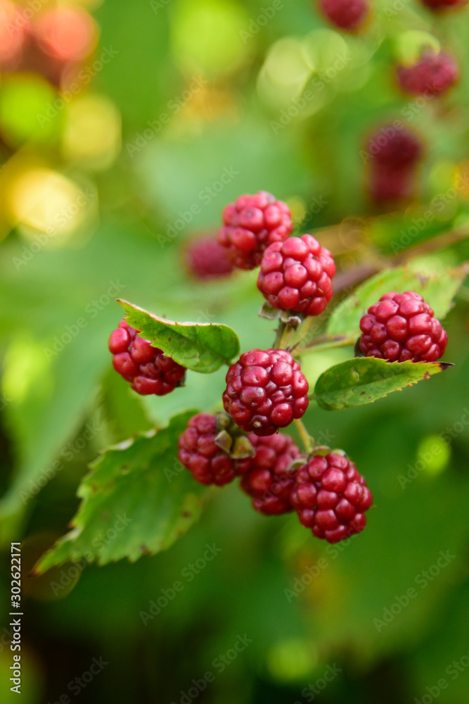 Blackberry fruit growing on branch blackberries in wild Blackberry fruit growing on branch blackberries in wild