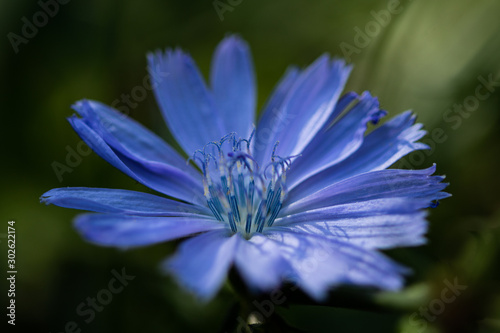 blue flower