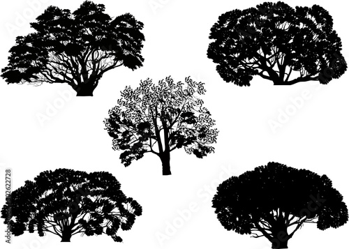 black isolated lush five trees with thick trunks