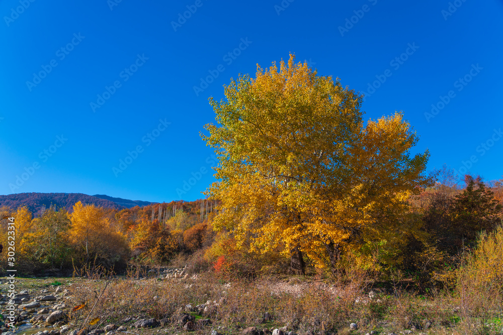 Big yellow oak tree by the river Big yellow oak tree by the river