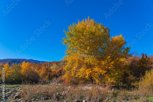 Big yellow oak tree by the river © Vastram