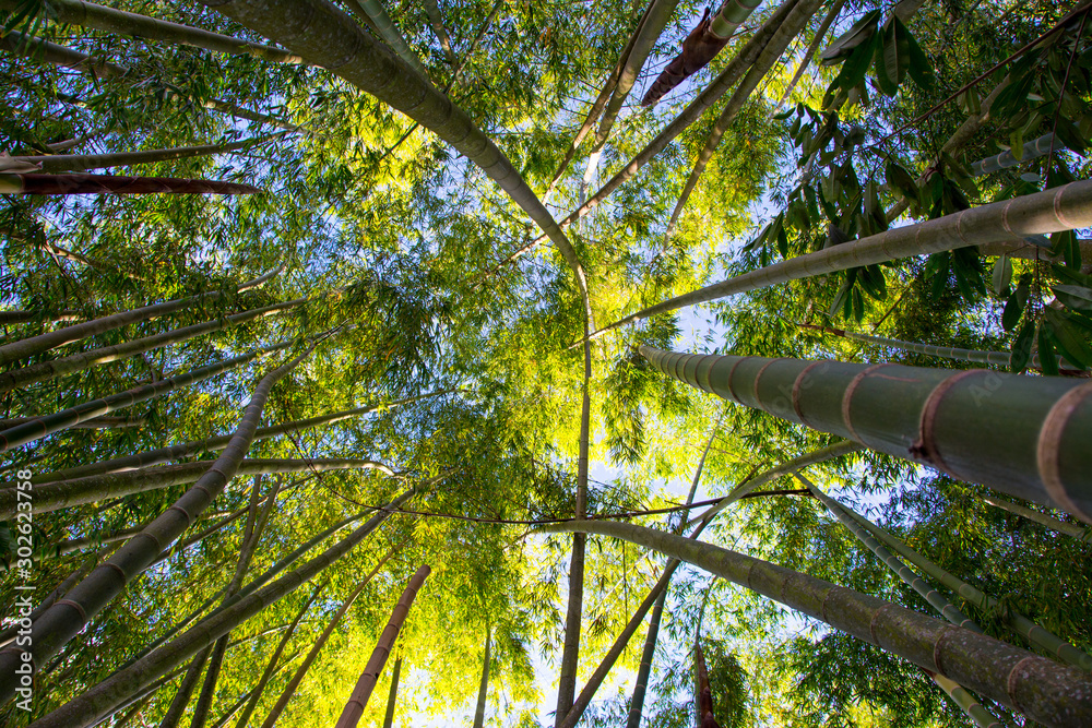 Fototapeta premium Tree tops