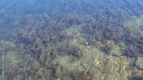 Background of sea bottom with ripples on the water. Seaweeds, stones and sand in transparent sea water on shallow.