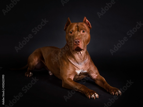 Thoroughbred American Pit Bull Terrier dog lying on a black background